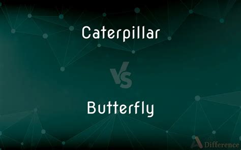 similarities between caterpillar skid steer and butterfly|caterpillar vs butterfly metamorphosis.